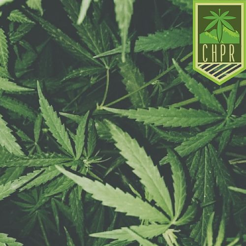 XΛPIЯΛ - aErva ®
