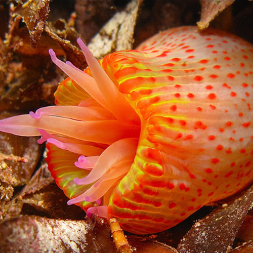 Bellicose Sea Anemones - Nemesis Warlock f/ daNiEL tuUCaAN stARfLoWeR