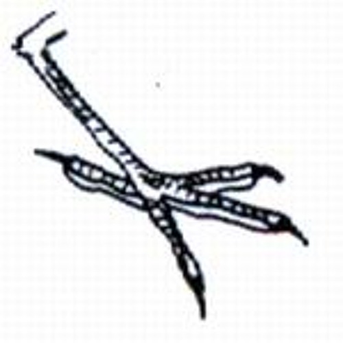 Bociana Noga