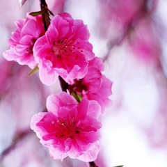 Follow Your Rainbow - Pete Masitti & John Andrew Barrow [ApeCrime Instagram - Battle - Song]