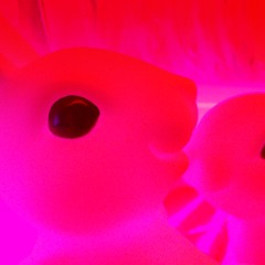Lapin