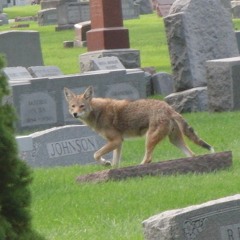 cayote in the cemetary on (green pokemon energy pills)