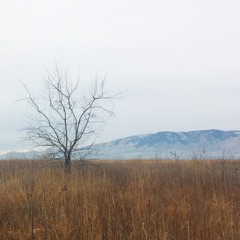 Like a Songbird That Has Fallen (Reeltime Travelers Cover)