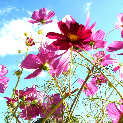 Abdelhalim Hafez. .عبد الحليم حافظ .ضى القناديل