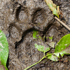 Wild Indochinese Tiger Roaring - Huai Kha Khaeng, Thailand