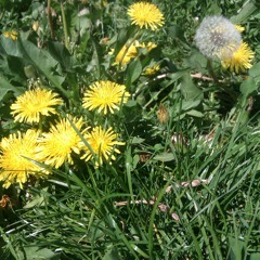 sets of abundant joy