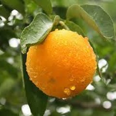 Suco de laranja natural pode ter isenção de impostos na safra 2015