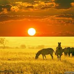 Feivo - July In Africa