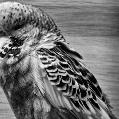 der Sittich und ich .