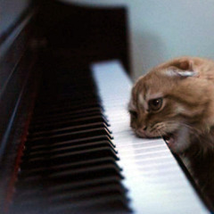 Meow Cat - The Meow Prelude