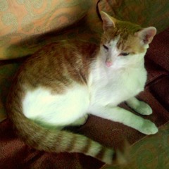 EMCEA BOY - Kitti Cat