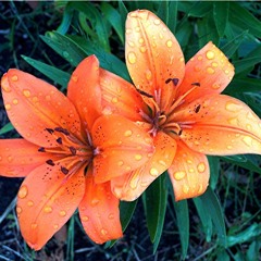 Tigerlily - La Roux (Devin Flanagin + The Funky Bunch)