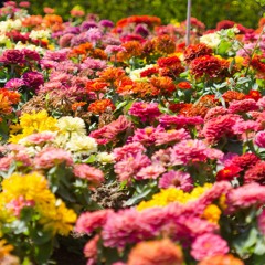 เวลาเธอยิ้ม (POLYCAT Cover)