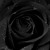 Artwork for Black Roses- Clare Bowen Cover