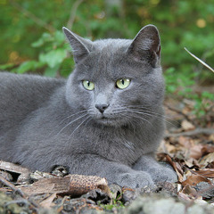 Zhenja Oks - Cat