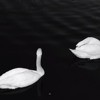 Adore - Ariana Grande ft. Cashmere Cat