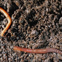 Worm