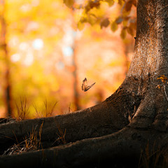 Brain therapy(relax)