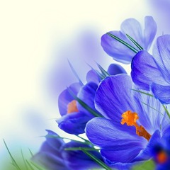 Theme From Mahogany - Louis Van Dijk