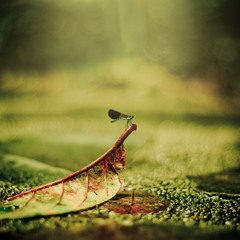 Hero - Meant To Live (Switchfoot Cover)