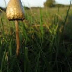 Microcosmos