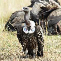 Music made from vulture sounds