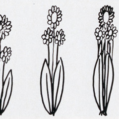 Botany (prod. SourSoul)