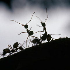HOLYBASS - Ants Dub