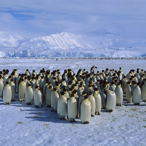 Pengumin Dance - رقصة البطريقة الاصلية