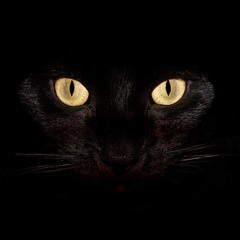 Covert - Cats [Free Download]