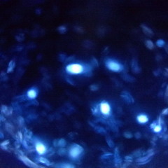 Meester Magpie's Bog Choir Live @ Heavy Petting