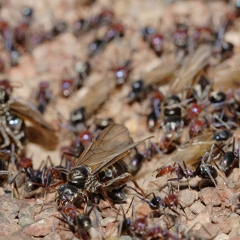 The Migration Of The Ants