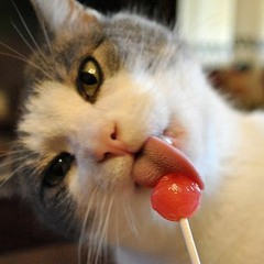 How Many Licks Does It Take