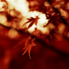 De Mot Lan Anh Noi - Tuan Hung [FLAC Lossless].flac