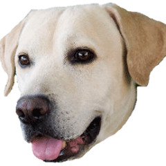 Popsy Fish Agent - EP2 Commodore Mutherfucker Gone Stupid