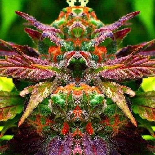 Dragon Kush Set 2015