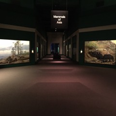 FieldMuseum Mammals in Asia Room - 3-3-2015  I Love You Too!