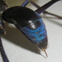 Tarantula Hawk