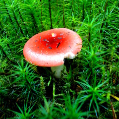 Picking Mushrooms