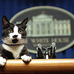 15 - The Presidents Of The United States Of America - Kitty