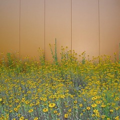 stringless electric guitar noise with metal layered with acoustic strummings and the cricket