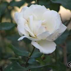 علاء الجلاد_يا سمرة2015