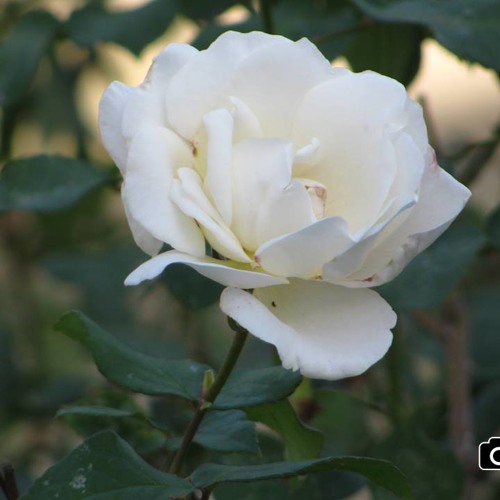 علاء الجلاد_يا سمرة2015