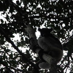 Indri lemur call