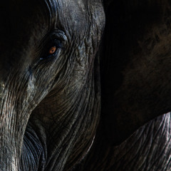 Elephants Feeding at Night, Thailand