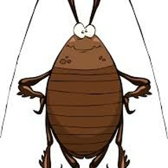 صوت صرصور الحقل