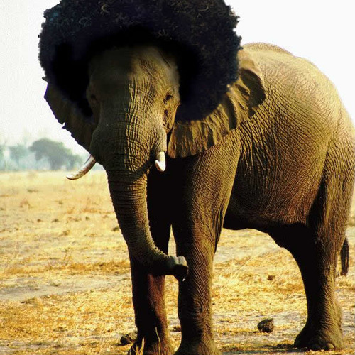 Stream TRUNK FUNK MIX by DA MOTH | Listen online for free on SoundCloud