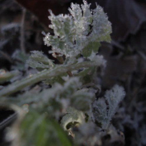 (projekt)sinnfrei - Winterstarre