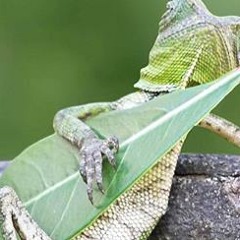 A Mild Temporary Addiction - Tracks I can't stop playing...