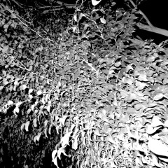 Hallelujah (Voice Memos)